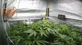 petal_20260507_212405.gif