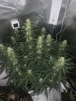 IMG_1262.jpeg