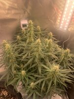 IMG_1257.jpeg