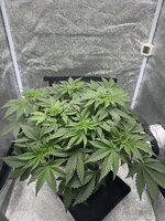 IMG_8409.jpeg IMG_8409.jpeg