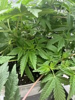 IMG_8410.jpeg IMG_8410.jpeg