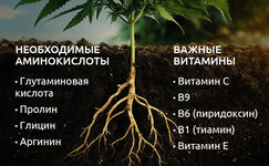 Aminokisloty-i-vitaminy-dlya-konopli__s7kDBsCXHWviA8f1.jpg