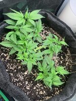 IMG_1335.jpeg