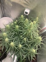 IMG_1337.jpeg