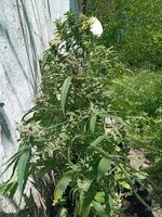 IMG_20260510_130904.jpg