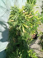 IMG_20260510_130910.jpg
