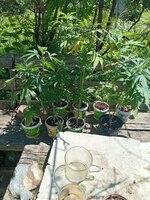 IMG_20260510_130916.jpg