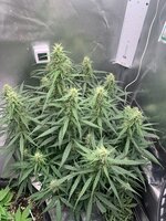 IMG_1362.jpeg