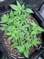 IMG_1364.jpeg