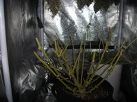 DSCF3128.JPG