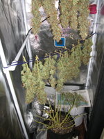 DSCF3126.JPG