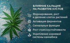 Osnovnye-funkcii-kalciya-v-zhiznennom-cikle-konopli__behZ6EiNLK350lMk.jpg Osnovnye-funkcii-kalciya-v-zhiznennom-cikle-konopli__behZ6EiNLK350lMk.jpg