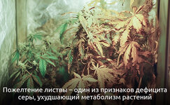 Priznaki-defitsita-seri__6XOFk0sTQbXx3Y7L.jpg Priznaki-defitsita-seri__6XOFk0sTQbXx3Y7L.jpg
