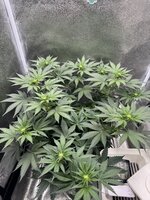 IMG_6642.jpeg IMG_6642.jpeg
