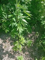 IMG_20260517_105742.jpg