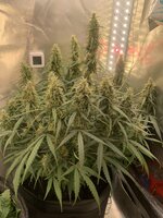 IMG_1664.jpeg