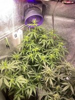 IMG_5874.jpeg