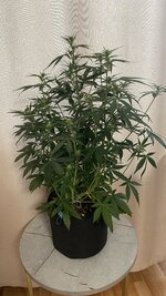 IMG_5867.jpeg