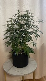 IMG_5868.jpeg