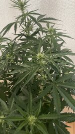 IMG_5869.jpeg