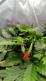 IMG_20260518_102722.jpg