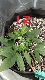 IMG_20260516_112311.jpg