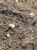 IMG_20260518_194324.jpg