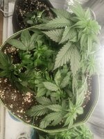 IMG_20260518_195834.jpg