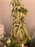 IMG_0155.jpeg