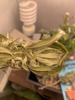 IMG_0156.jpeg