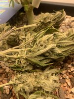 IMG_0157.jpeg