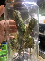 IMG_0158.jpeg