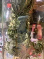 IMG_0160.jpeg