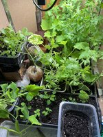IMG_0015.jpeg