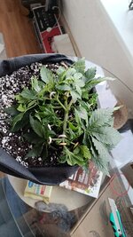 IMG-1779257208156.jpg