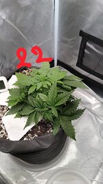 IMG_20260520_110247.jpg