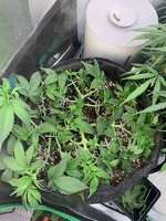 IMG_1778.jpeg