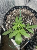 IMG_3032.jpeg