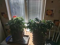 IMG_20260521_112621.jpg