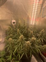 IMG_1981.jpeg