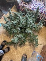 IMG_4349.jpeg