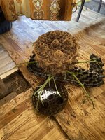 IMG_4353.jpeg