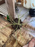 IMG_4354.jpeg