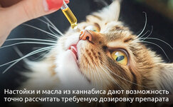 Nastoiki-i-masla__U8Dp33FDo5rtGtot.jpg Nastoiki-i-masla__U8Dp33FDo5rtGtot.jpg