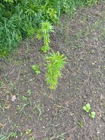 IMG_20260524_164453.jpg