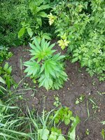 IMG_20260524_164400.jpg