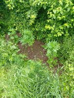 IMG_20260524_164407.jpg