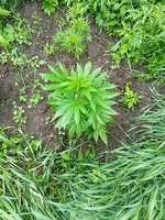 IMG_20260524_164445.jpg