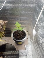 IMG_20260418_194755_917.jpg