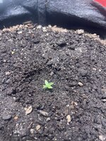 IMG_0502.jpeg